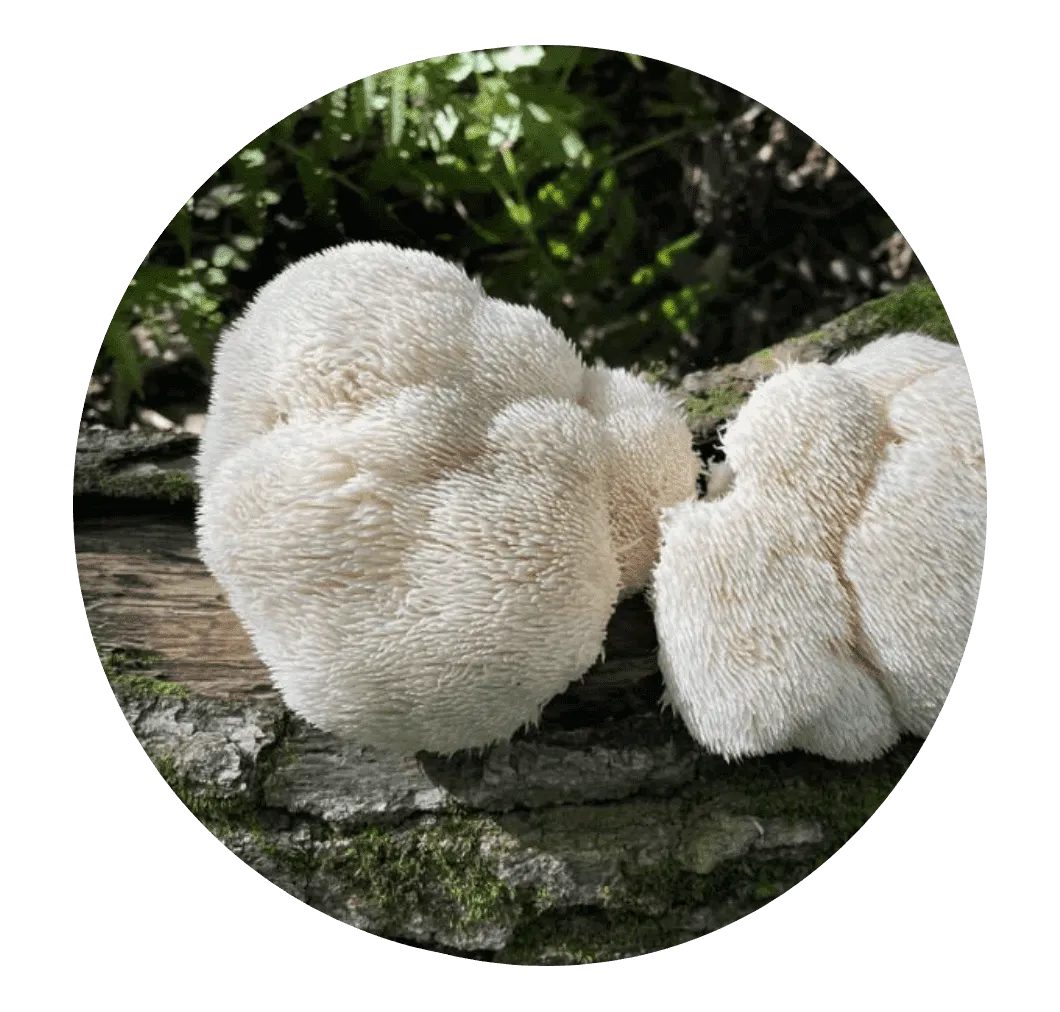 Mindoxa™ BLion's Mane Mushroom Extract