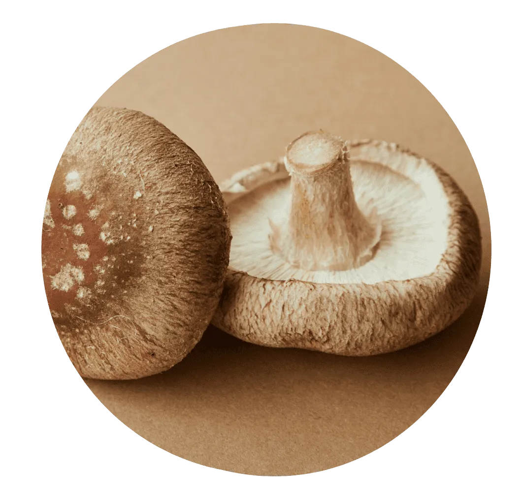 Mindoxa™ Shiitake Mushroom Extract