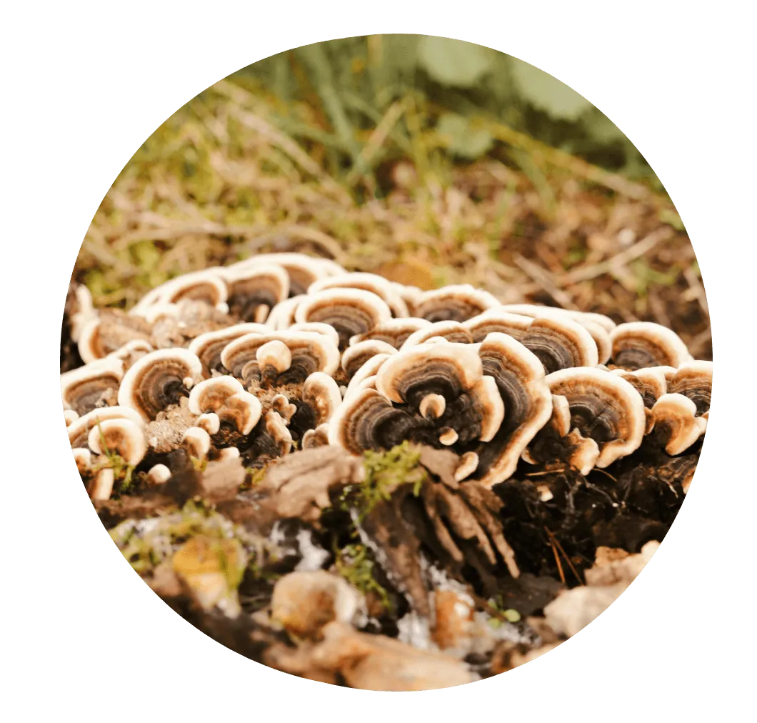 Mindoxa™ Turkey Tail Mushroom Extract